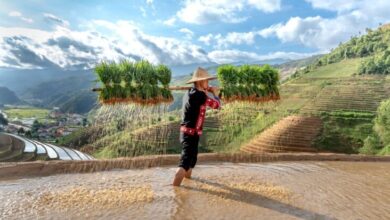 Viet-Nam-to-Host-16Th-United-Nations-Conference-on-Trade-and-Development-in-October-TRAVELINDEX-750x413.jpg